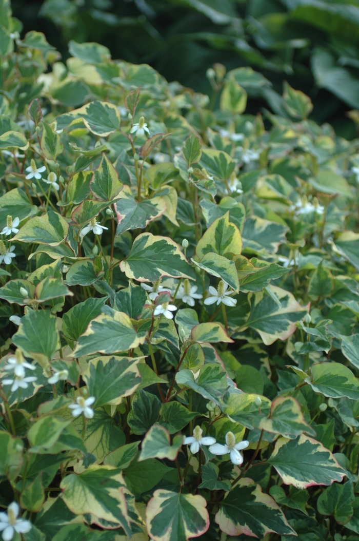 Chameleon Plant - Houttuynia cordata from R&D Wholesale Nursery