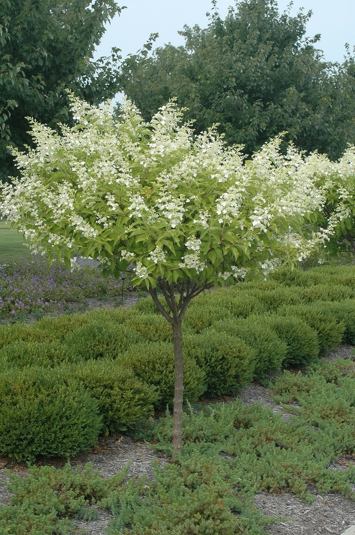 'Kyushu' Hardy Hydrangea Tree - Hydrangea paniculata from R&D Wholesale Nursery