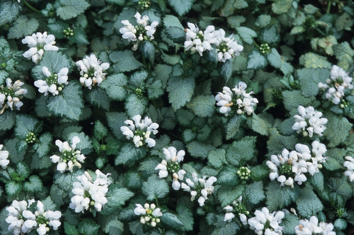 Lamium - Lamium album from R&D Wholesale Nursery