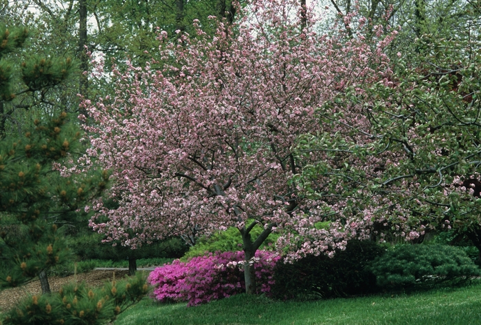 Brandywine&reg; Crabapple - Malus hybrid from R&D Wholesale Nursery