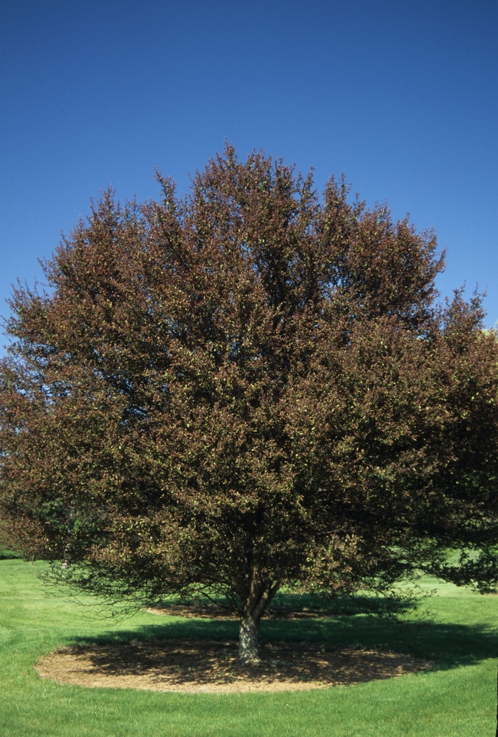 Velvet Pillar Crabapple - Malus hybrid from R&D Wholesale Nursery