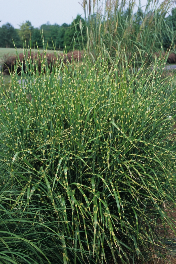 Porcupine Grass - Miscanthus sinensis 'Strictus' from R&D Wholesale Nursery