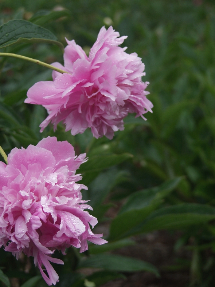 Mons. Jules Elie Peony - Paeonia 'Mons. Jules Elie' from R&D Wholesale Nursery