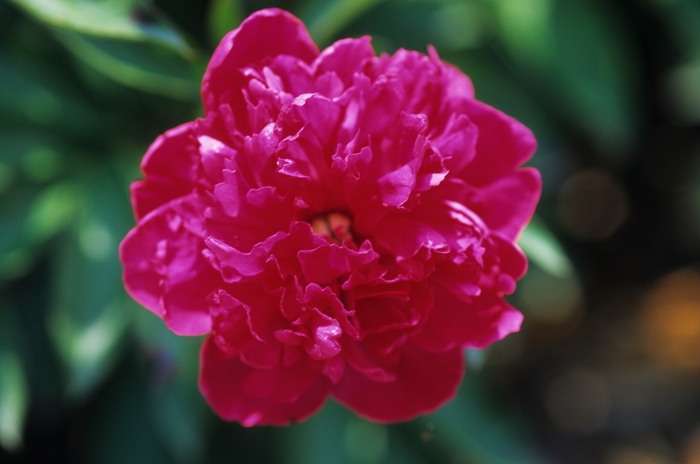 Felix Crousse Peony - Paeonia lactiflora 'Felix Crousse' from R&D Wholesale Nursery