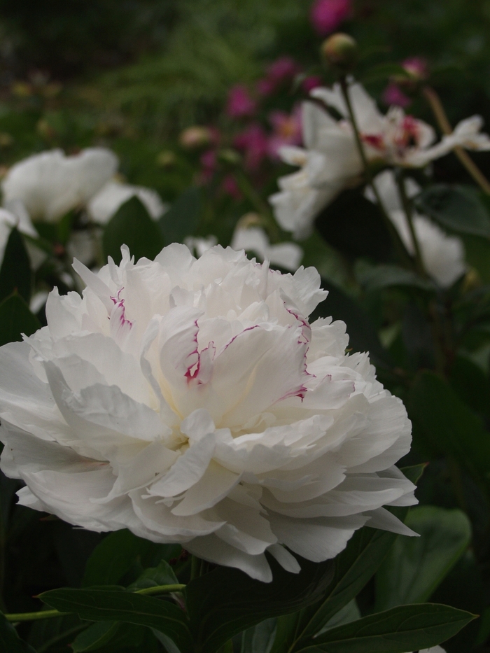 Festiva Maxima Peony - Paeonia lactiflora from R&D Wholesale Nursery