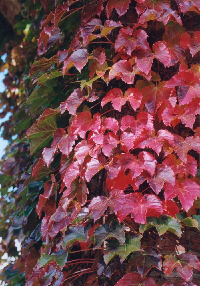 Boston Ivy - Parthenocissus tricuspidata (Boston Ivy) from R&D Wholesale Nursery