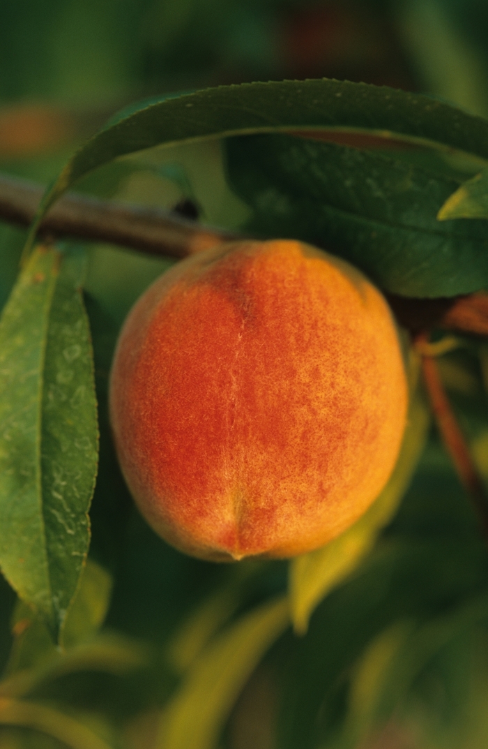 Peach Reliance - Prunus persica ' Reliance' from R&D Wholesale Nursery