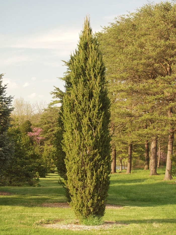 Cupressina Norway Spruce - Picea abies 'Cupressina' from R&D Wholesale Nursery