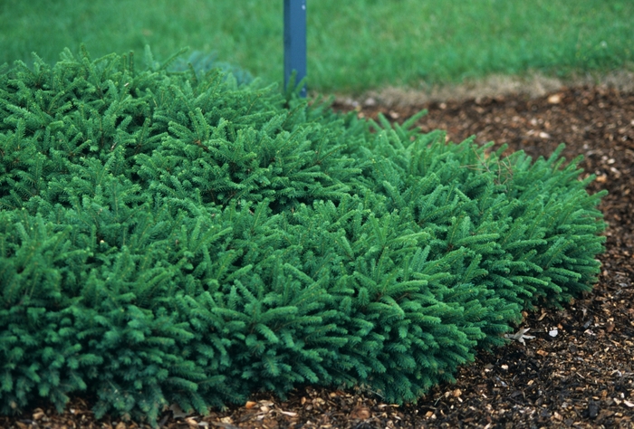 Dwarf Norway Spruce - Picea abies 'Pumila' from R&D Wholesale Nursery