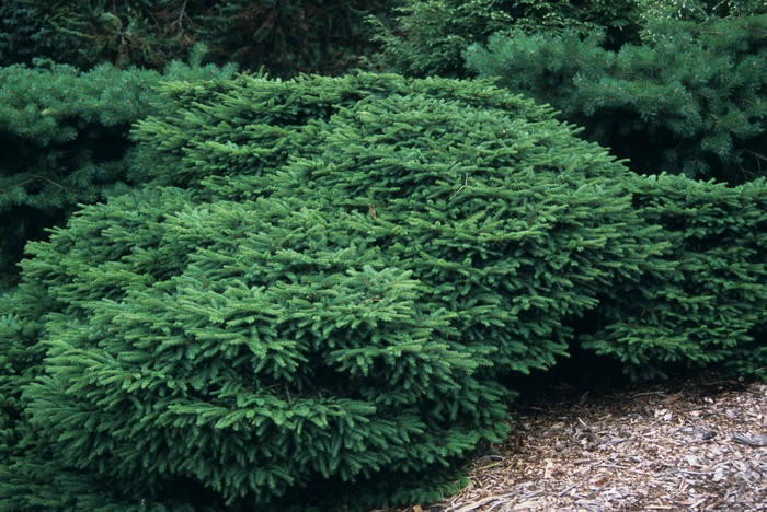 Sherwood Compact Norway Spruce - Picea abies from R&D Wholesale Nursery
