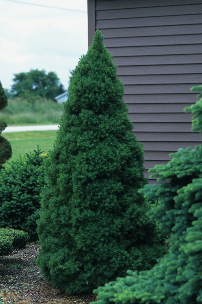 Dwarf Alberta Spruce - Picea glauca 'Conica' from R&D Wholesale Nursery
