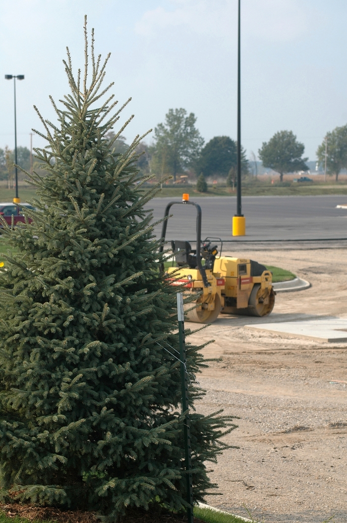 Black Hills Spruce - Picea glauca densata from R&D Wholesale Nursery