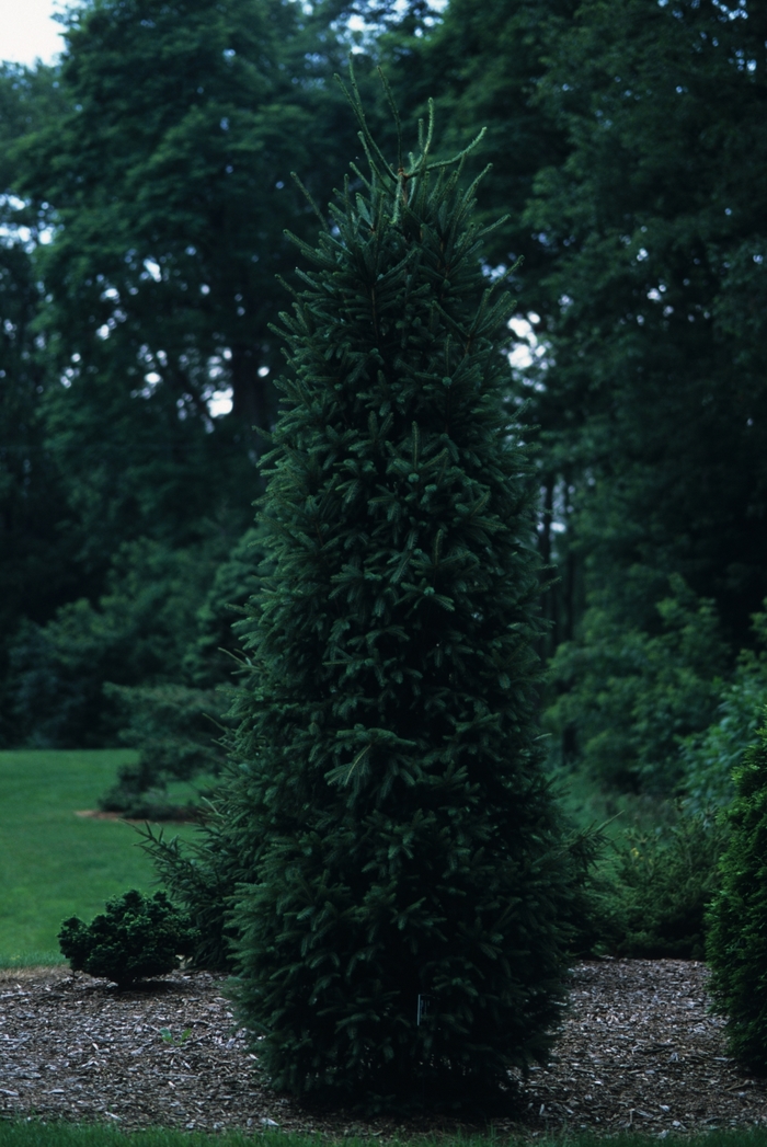 Wellspire Spruce - Picea mariana 'Wellspire' from R&D Wholesale Nursery