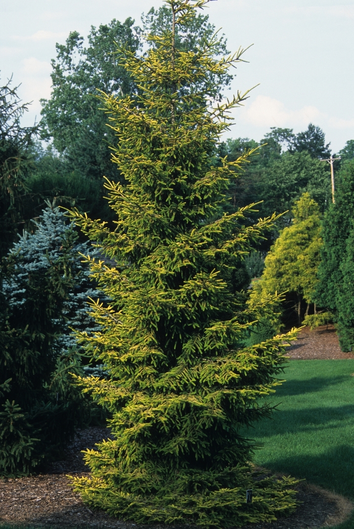 Skylands Oriental Spruce - Picea orientalis from R&D Wholesale Nursery