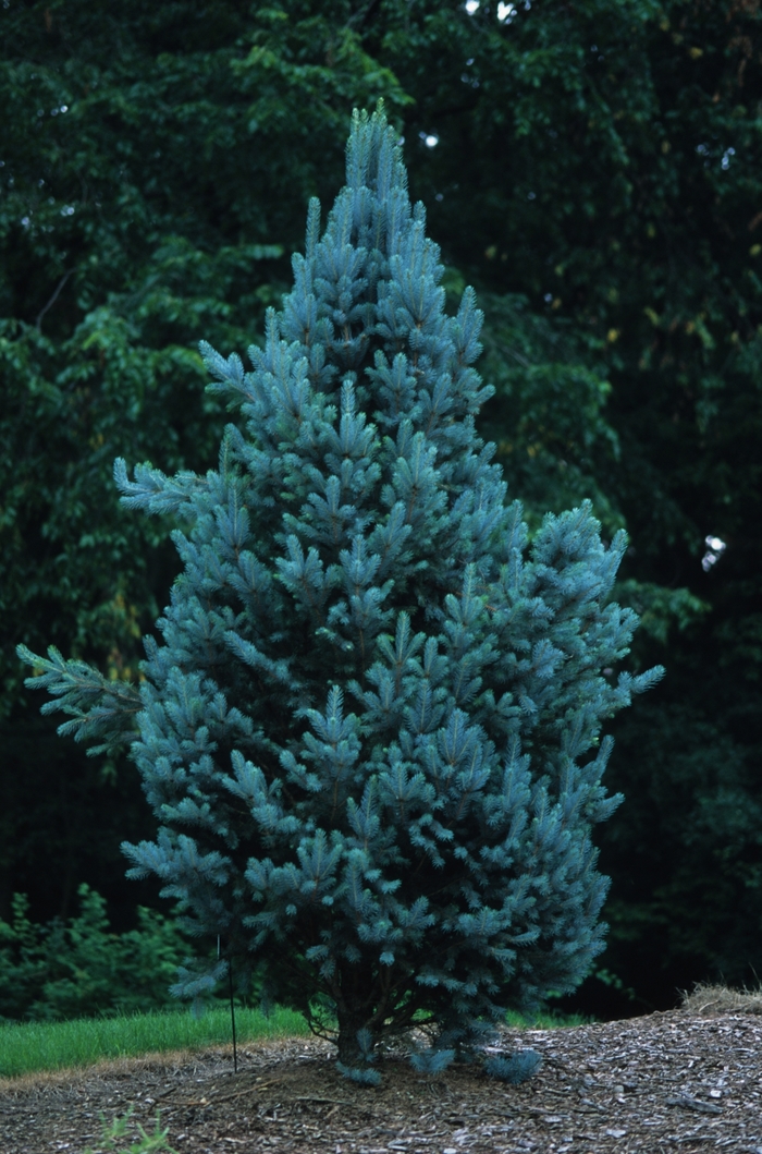 Blue Totem Spruce - Picea pungens from R&D Wholesale Nursery