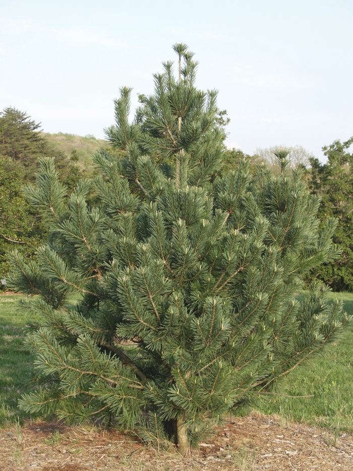 Vanderwolf Limber Pine - Pinus flexilis 'Vanderwolf's Pyramid' from R&D Wholesale Nursery