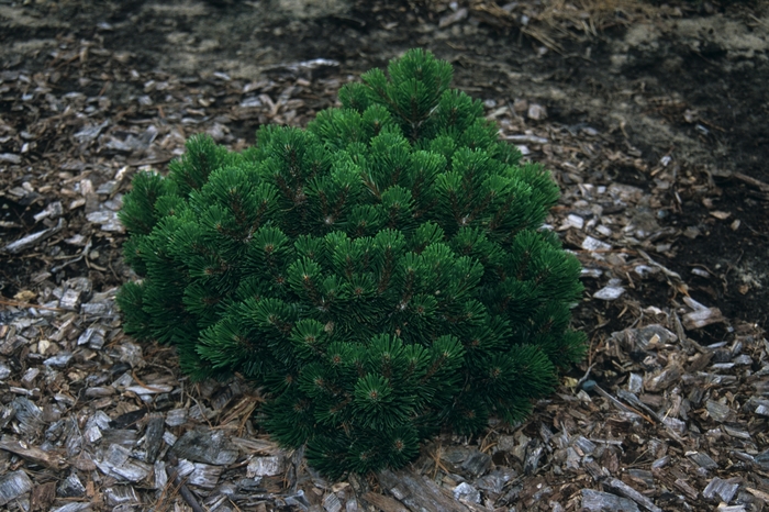 Sherwood Compact Compact Mugo Pine - Pinus mugo 'Sherwood Compact' from R&D Wholesale Nursery