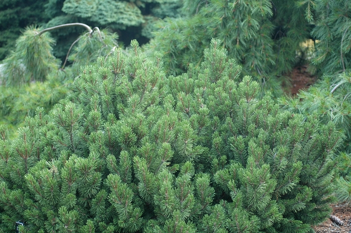 Slowmound Mugo Pine - Pinus mugo 'Slowmound' from R&D Wholesale Nursery