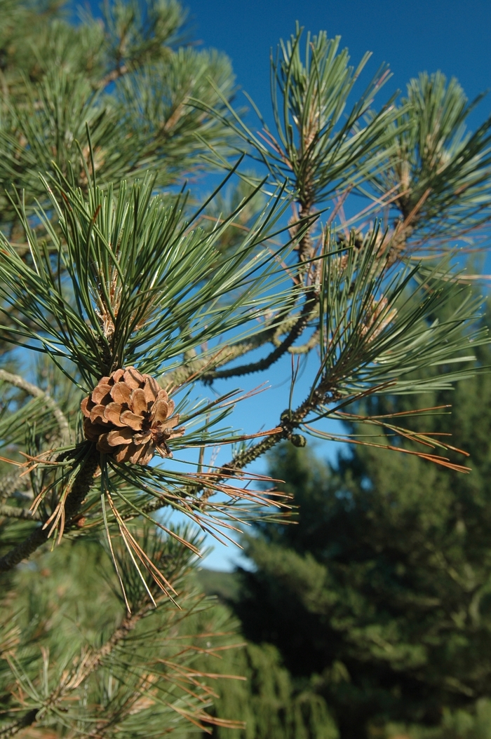 Austrian Pine - Pinus nigra from R&D Wholesale Nursery