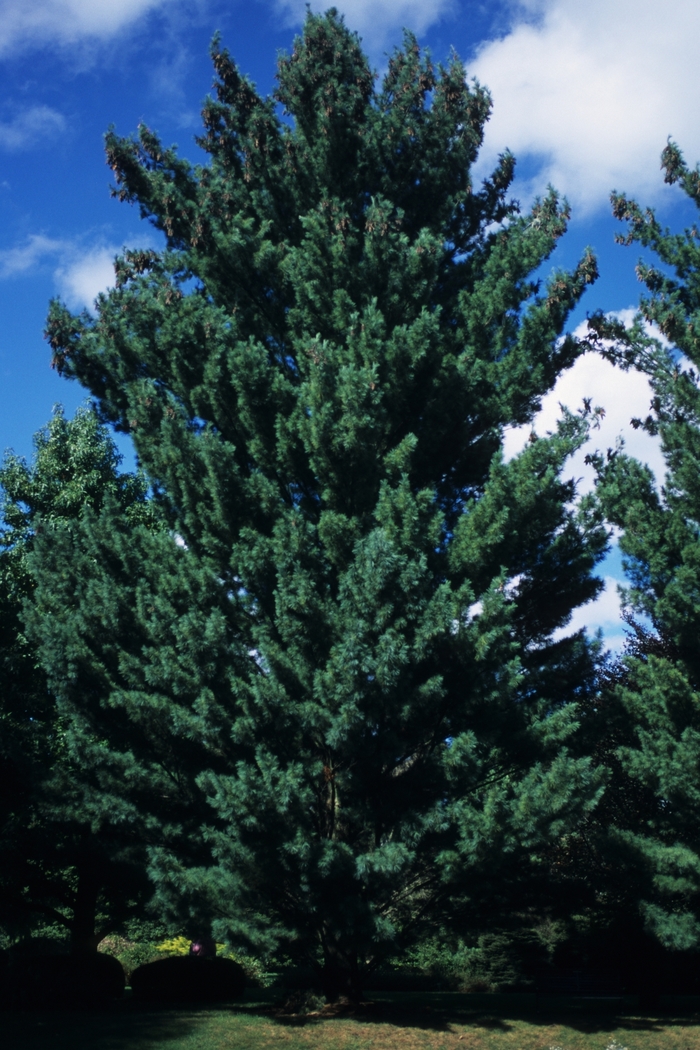Columnar White Pine - Pinus strobus 'Fastigiata' from R&D Wholesale Nursery