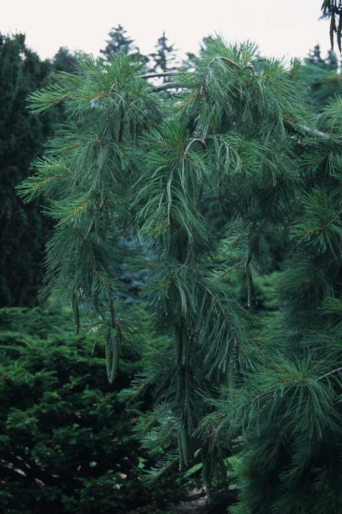 Weeping White Pine - Pinus strobus from R&D Wholesale Nursery