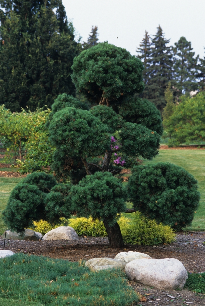 Scotch Pine - Pinus sylvestris from R&D Wholesale Nursery