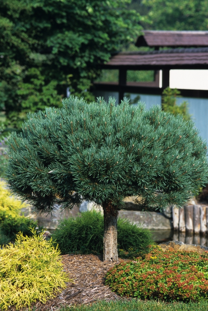 Dwarf Blue Scotch Pine - Pinus sylvestris from R&D Wholesale Nursery