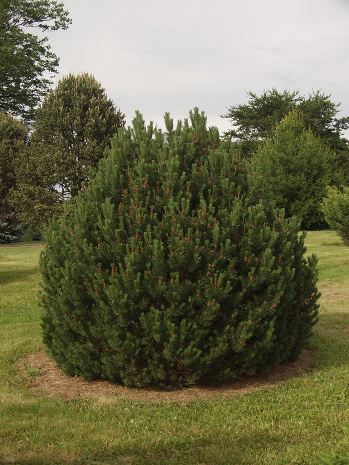 Mountain Pine - Pinus uncinata from R&D Wholesale Nursery
