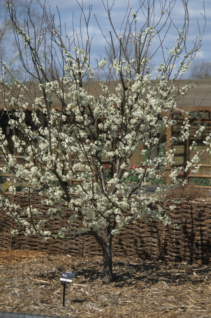 Stanley Plum - Prunus domestica 'Superior' from R&D Wholesale Nursery