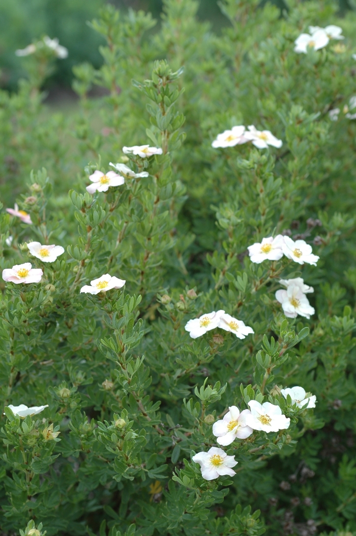 Pink Beauty Potentilla - Potentilla fruticosa 'Pink Beauty' from R&D Wholesale Nursery