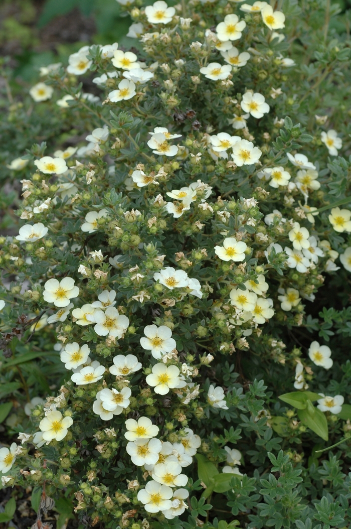 Summer Dawn Potentilla - Potentilla fruticosa from R&D Wholesale Nursery