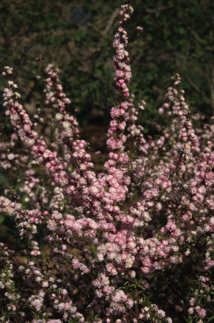 Pink Flowering Almond - Prunus glandulosa 'Rosea' from R&D Wholesale Nursery