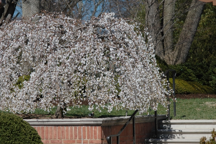 Snow Fountain Weeping Cherry - Prunus x 'Snofozam' from R&D Wholesale Nursery