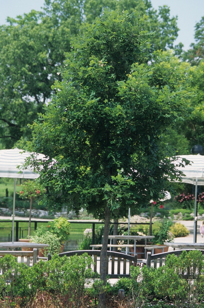 Bur Oak - Quercus macrocarpa from R&D Wholesale Nursery