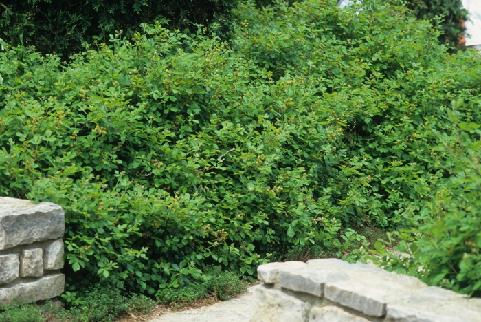 Gro-Low Fragrant Sumac - Rhus aromatica 'Gro-Low' from R&D Wholesale Nursery