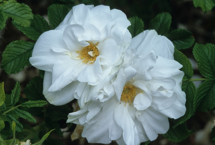 'Blanc Double De Coubert' Rose - Rosa from R&D Wholesale Nursery