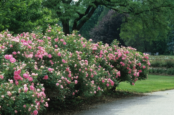 Carefree Wonder Shrub Rose - Rosa from R&D Wholesale Nursery