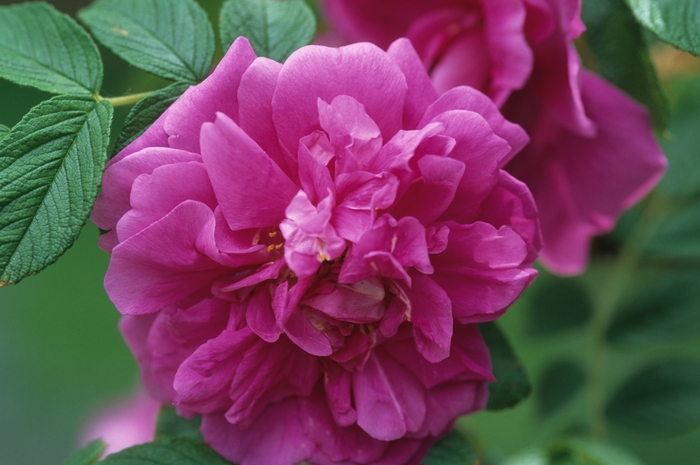 Hansa Rose - Rosa rugosa 'Hansa' from R&D Wholesale Nursery