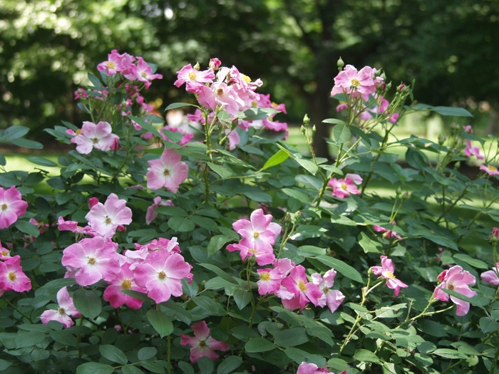 Nearly Wild Pink Rose - Rosa 'Nearly Wild' from R&D Wholesale Nursery