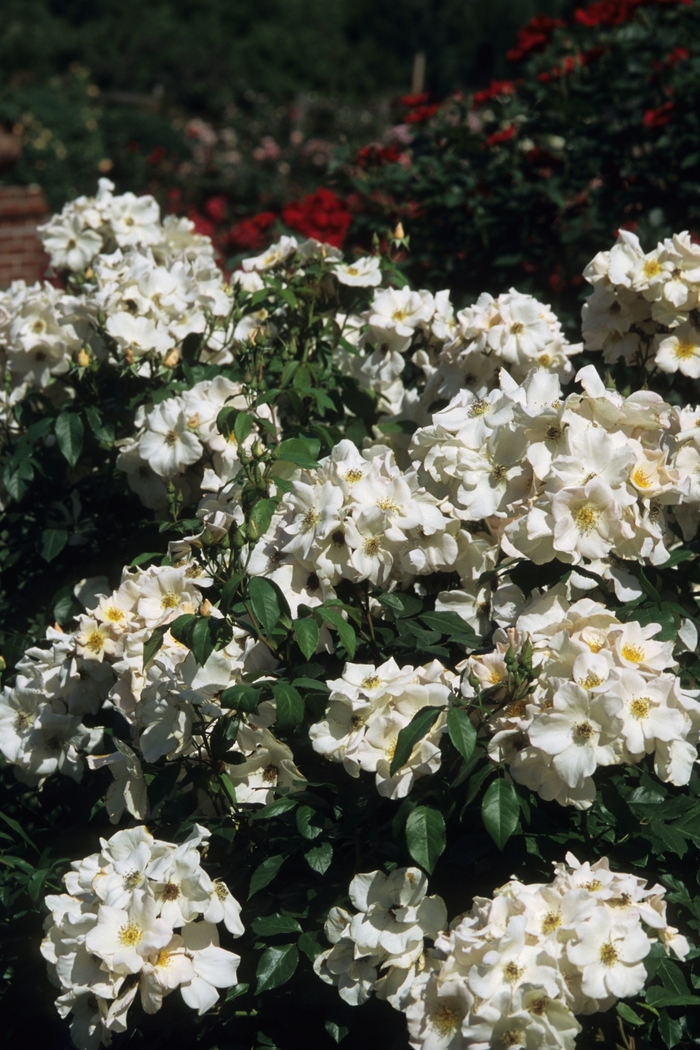 Sally Holmes Rose - Rosa from R&D Wholesale Nursery
