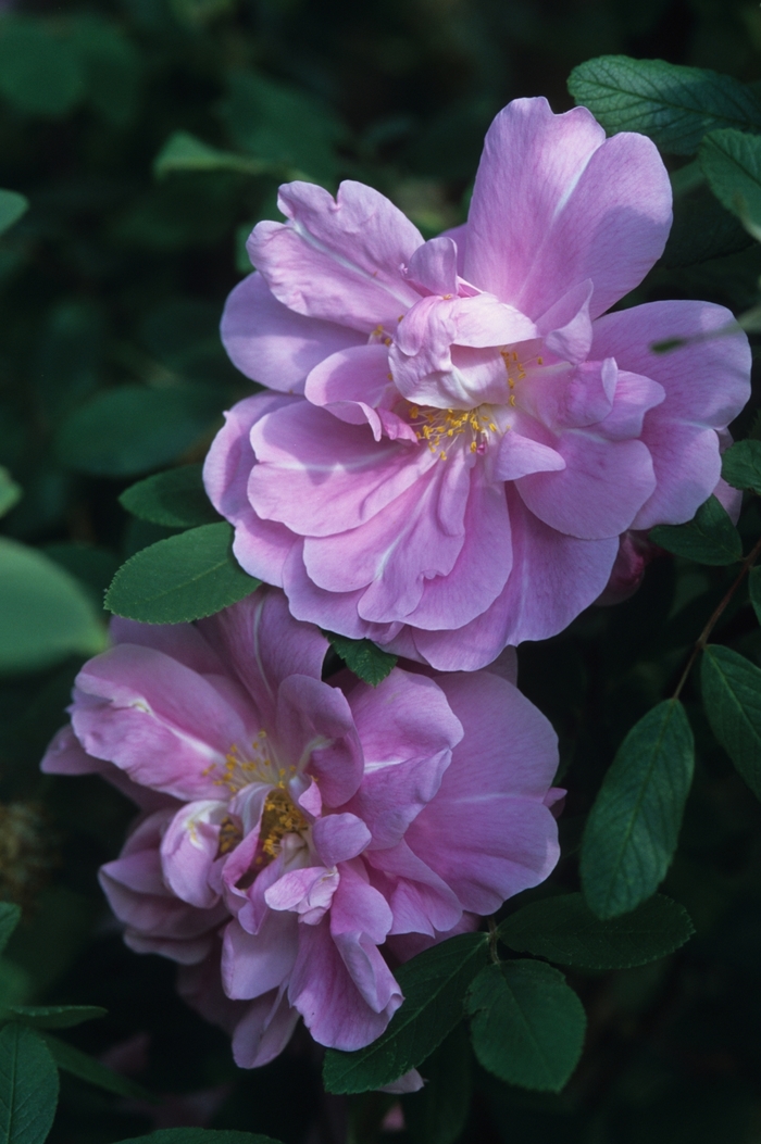 Therese Bugnet Rose - Rosa from R&D Wholesale Nursery