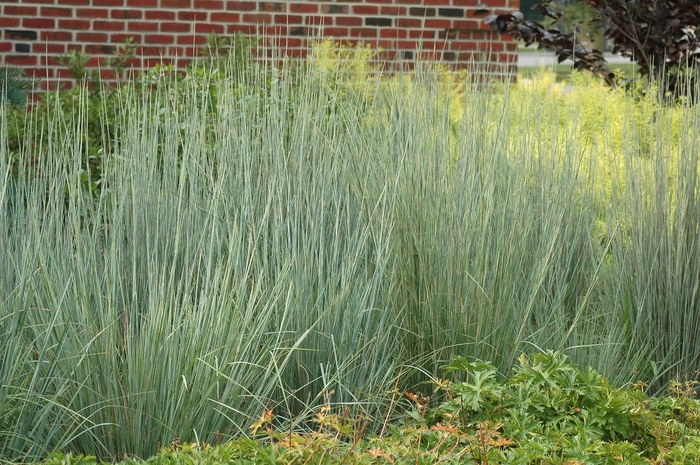The Blues Little Bluestem - Schizachyrium scoparium from R&D Wholesale Nursery