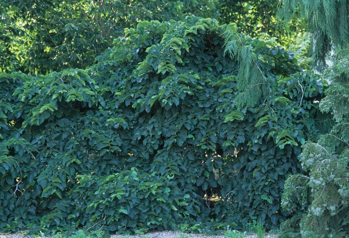 Camperdown Elm, Umbrella tree - Ulmus glabra 'Camperdownii' from R&D Wholesale Nursery