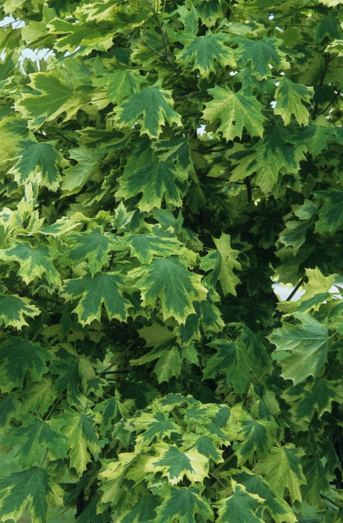 Silver Variegated Maple - Acer platanoides 'Drummondii' from R&D Wholesale Nursery