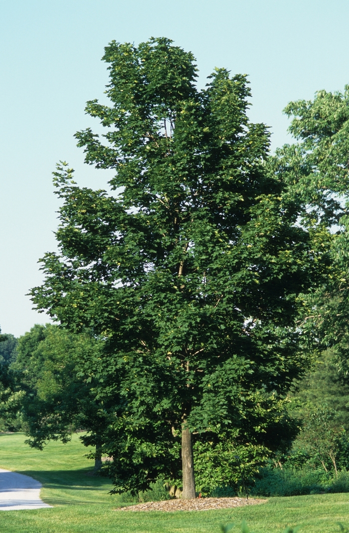 Emerald Queen Maple - Acer platanoides 'Emerald Queen' from R&D Wholesale Nursery