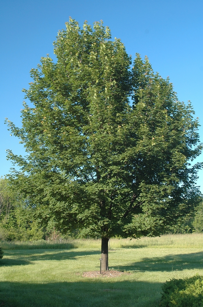 Norwegian Sunset&reg; Maple - Acer truncatum x platanoides 'Keithsform' from R&D Wholesale Nursery