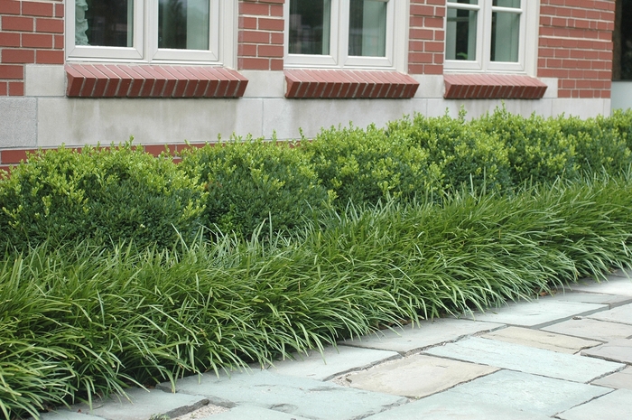 Green Velvet Boxwood - Buxus from R&D Wholesale Nursery