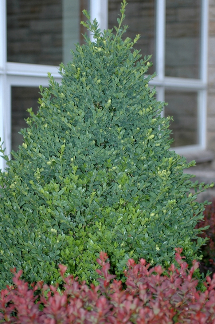 Green Mountain Boxwood - Buxus from R&D Wholesale Nursery