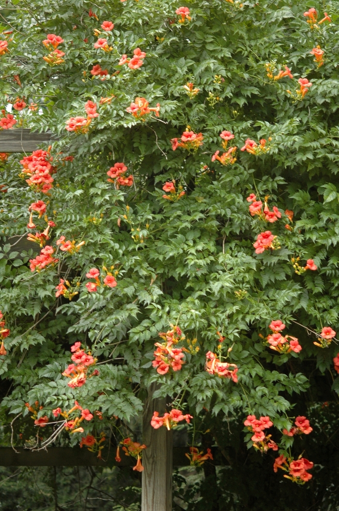 Trumpet Vine - Campsis radicans from R&D Wholesale Nursery