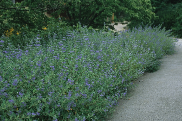 Dark Knight - Caryopteris x clandonensis 'Dark Knight' from R&D Wholesale Nursery